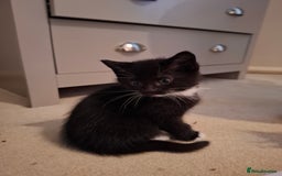 Mixed Breed cats for sale: seven funny kittens - Image 4