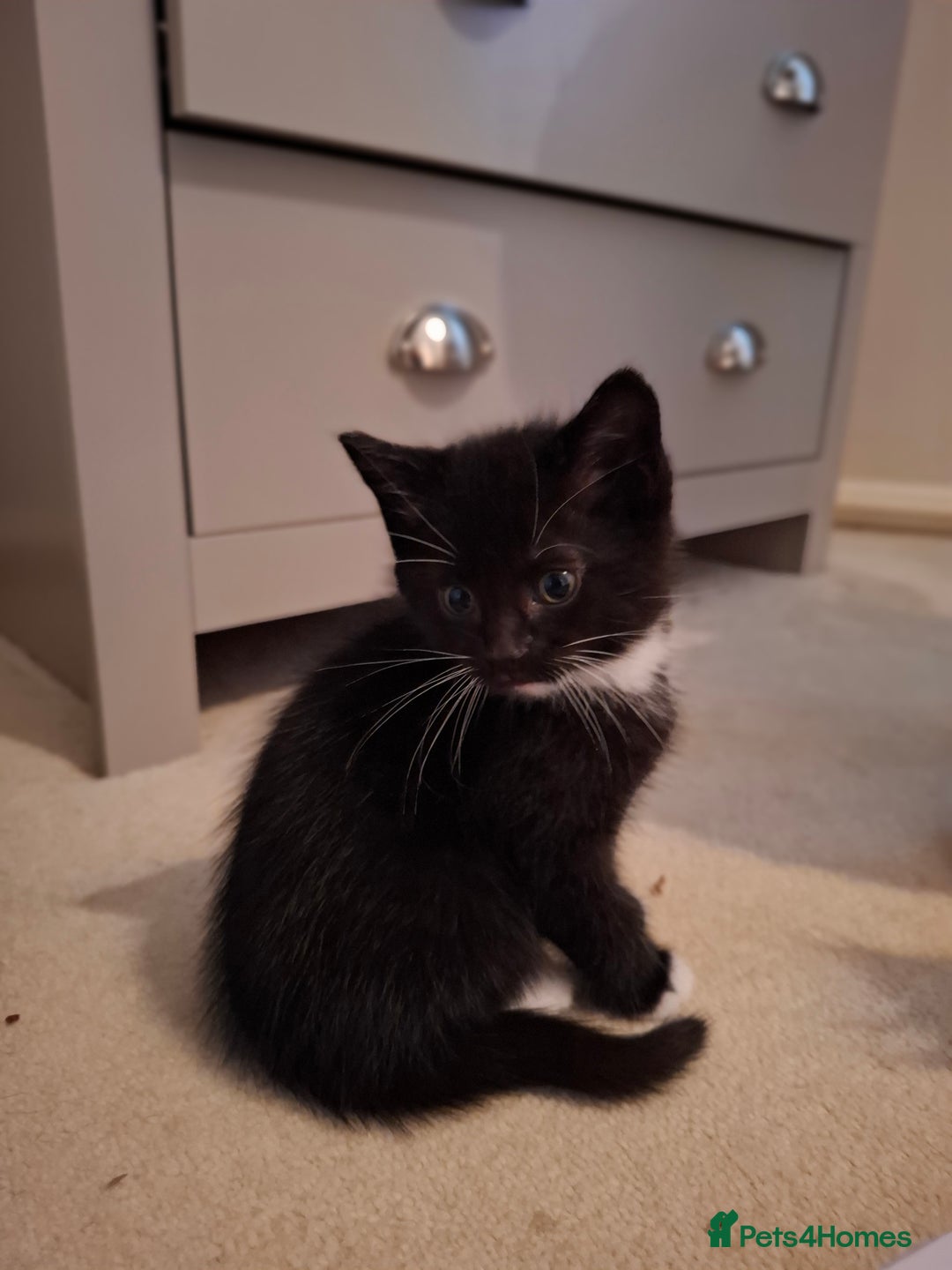Mixed Breed cats for sale: seven funny kittens - Image 4