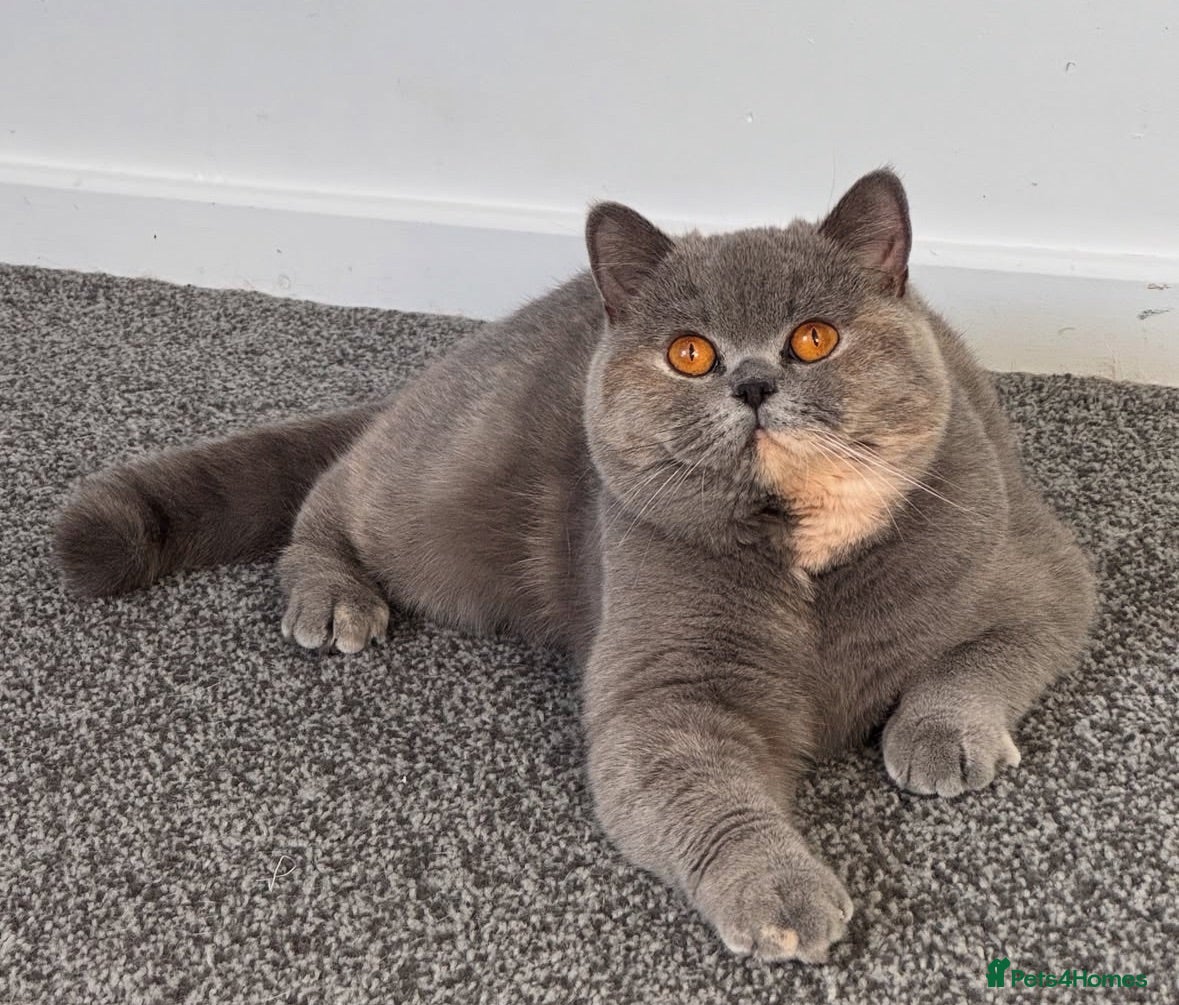 British Shorthair cats TICA CH Parents beautiful BSH boys ( November) - Advert 12