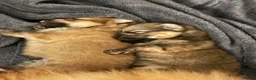 Pomeranian dogs for sale: Tiny Teddy Poms looking for their forever homes  in Greenford - Advert 7