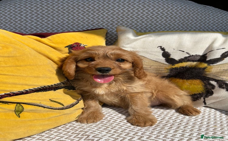 Cavapoo dogs - Advert 13