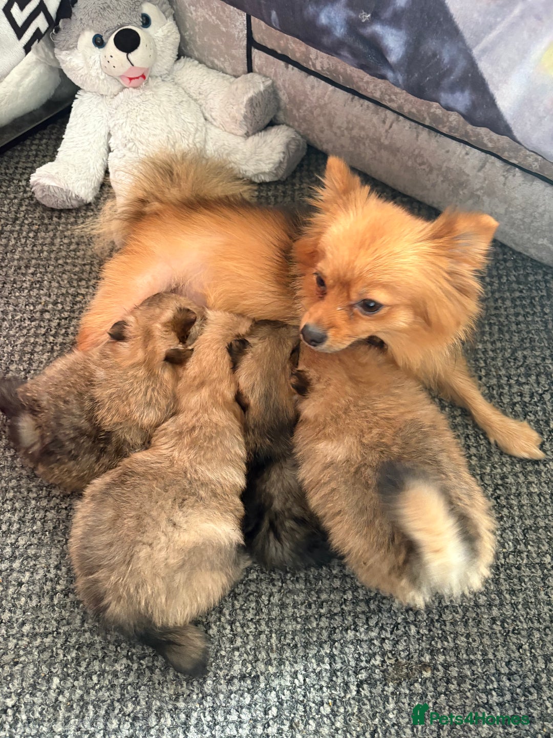 Pomeranian dogs for sale: Adorable Pomeranians - Advert 12