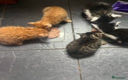 Domestic Shorthair cats for sale: Fluffy kittens - Image 4