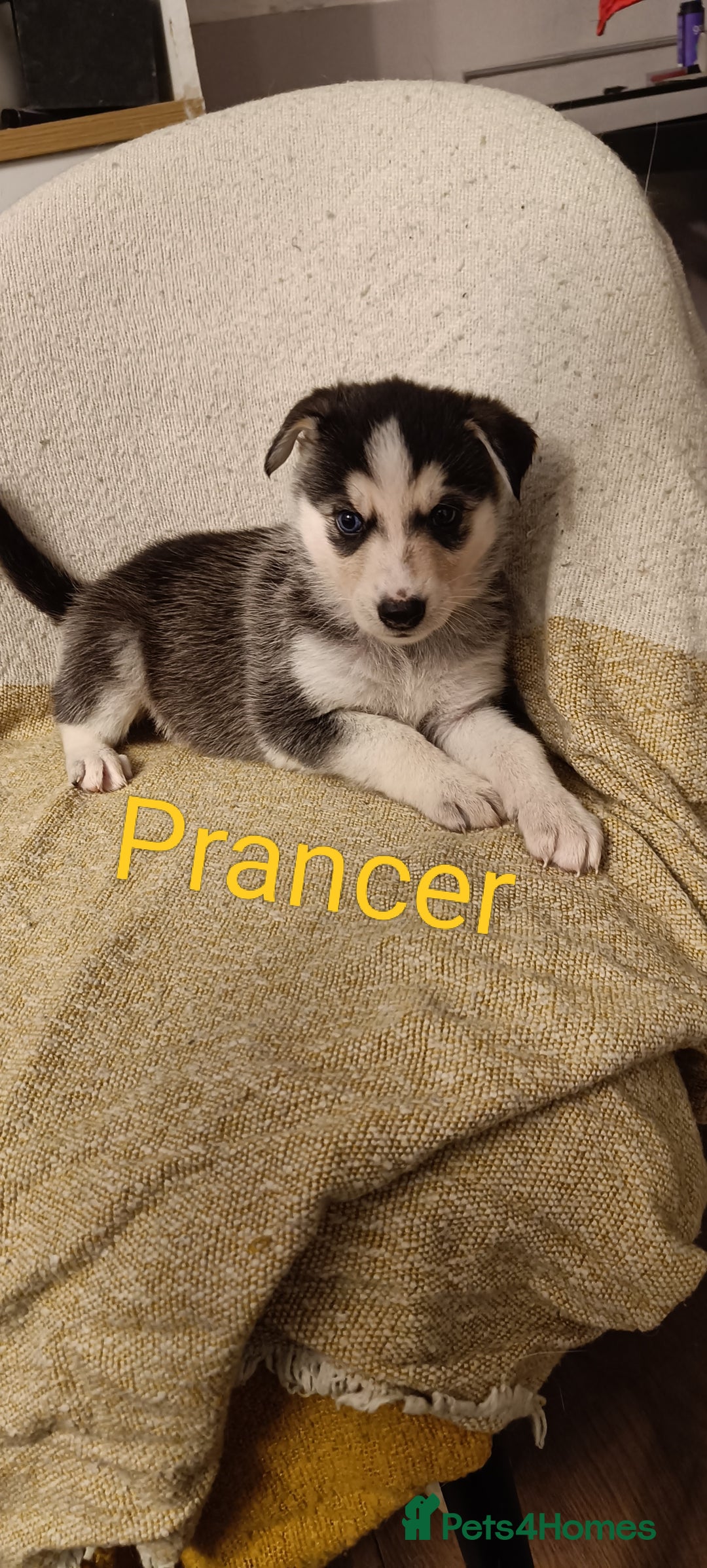 Shepsky dogs for sale: 9x Gorgeous Shepsky Puppies available 31/01 - Advert 15