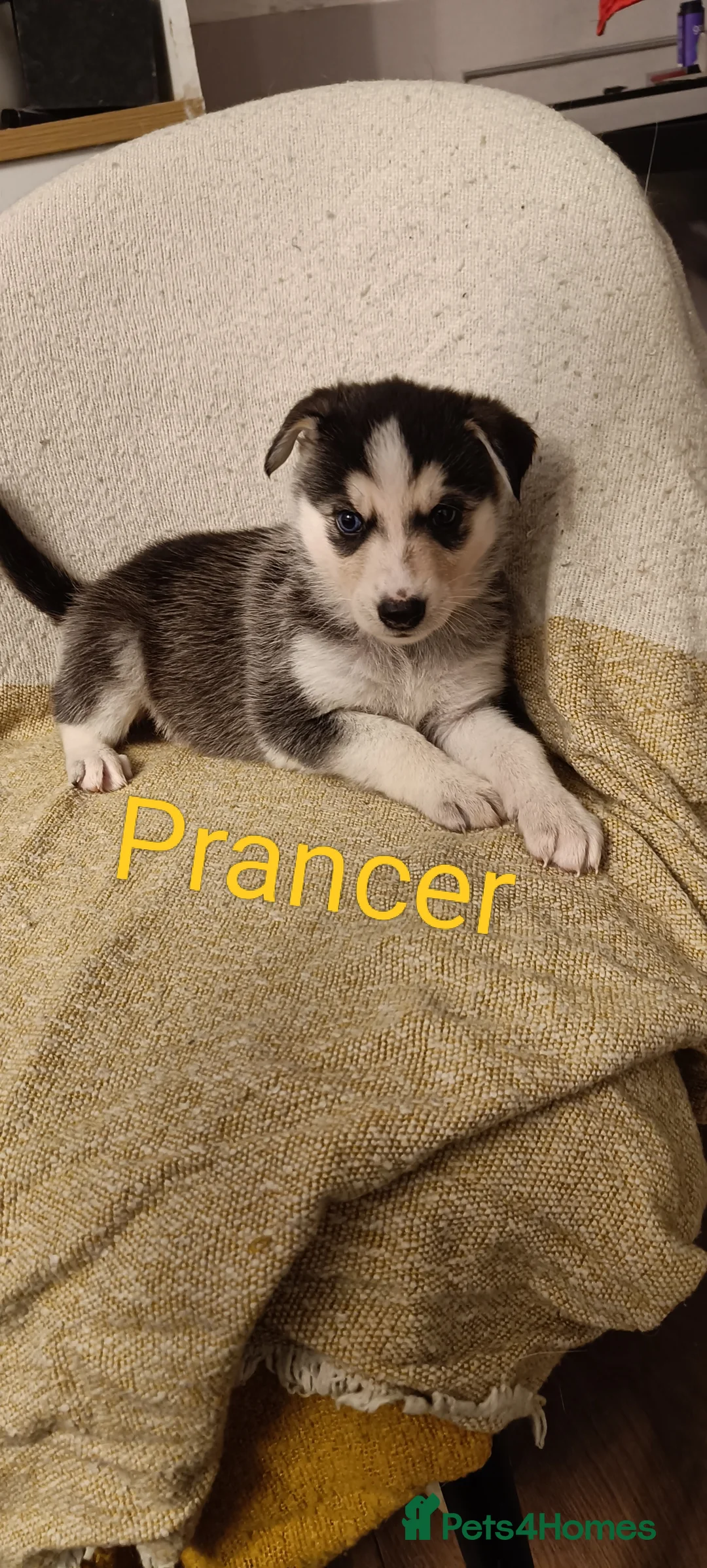 Shepsky dogs for sale: 9x Gorgeous Shepsky Puppies available 31/01 - Advert 15