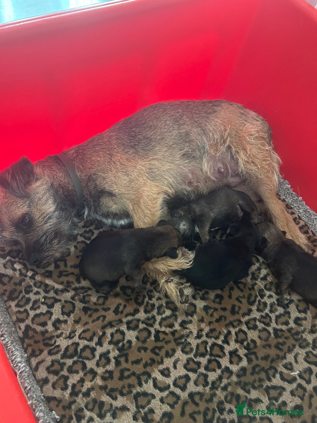 Border Terrier dogs for sale: Beautiful Border Terrier Pups - Advert 3