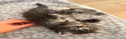 Mixed Breed cats for sale: Beautiful kittens looking for ever homes  - Advert 7