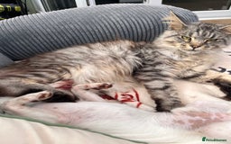Maine Coon cats for sale: Male MaineCoon - Image 2
