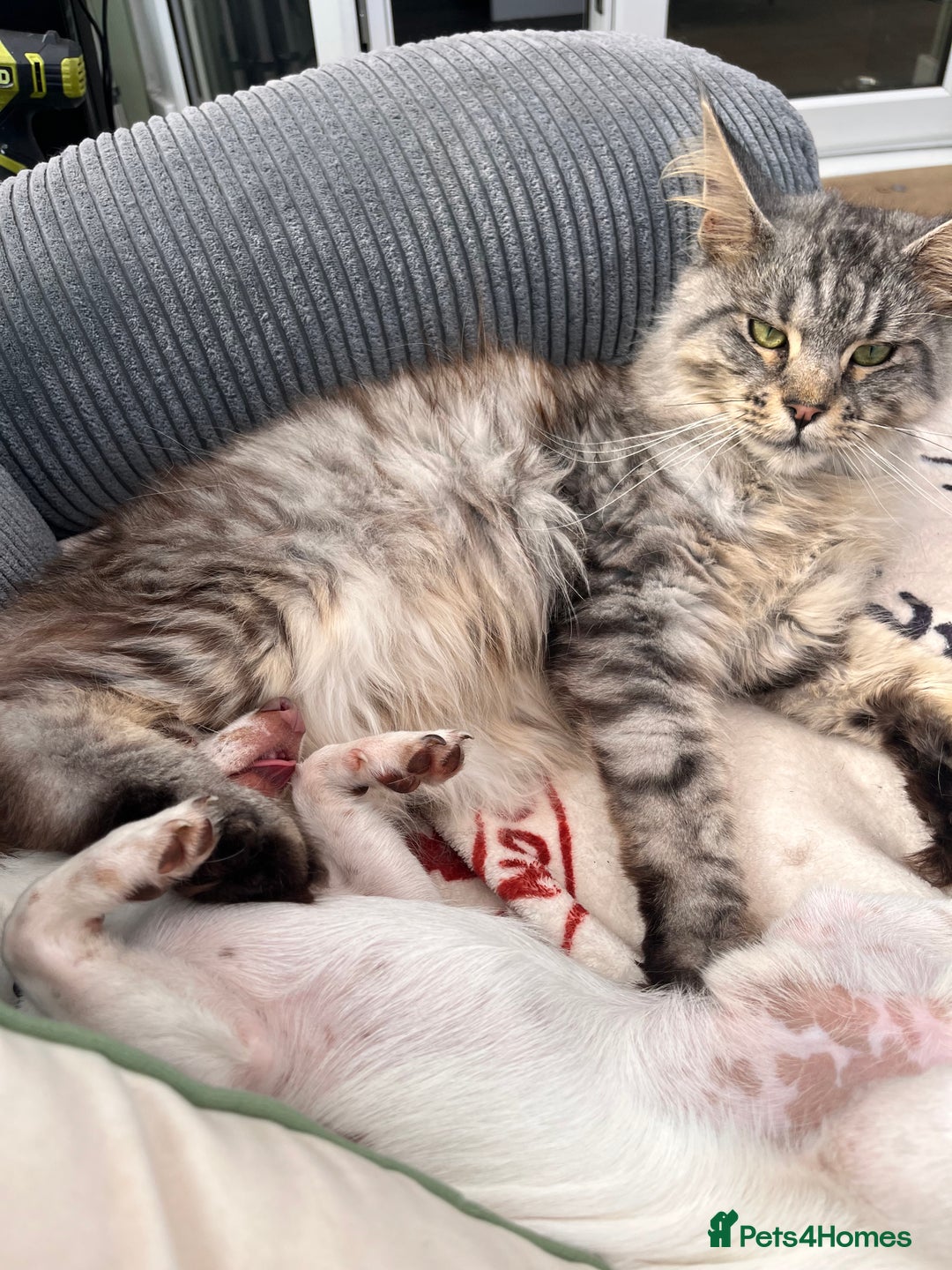 Maine Coon cats for sale: Male MaineCoon - Image 2