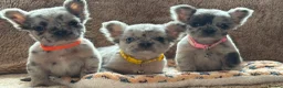 French Bulldog dogs for sale: Reduced 4 fluffy frenches both injections. - Advert 1