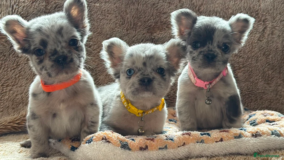 French Bulldog dogs for sale: Reduced 4 fluffy frenches both injections. - Advert 1