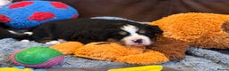 Bernese Mountain Dog dogs for sale: Beautiful KC Litter  - Advert 17