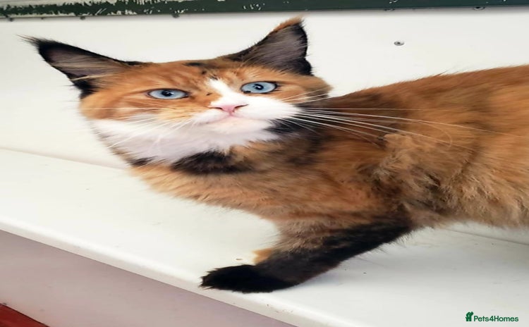 Maine Coon cats Maine Coon Kittens pure bred  - Advert 1