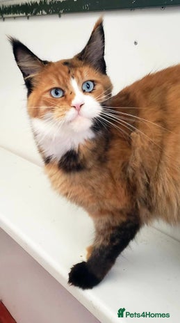 Maine Coon cats Maine Coon Kittens pure bred - Advert 1