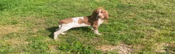 Bracco Italiano dogs for sale: Wonderful litter  - Advert 10