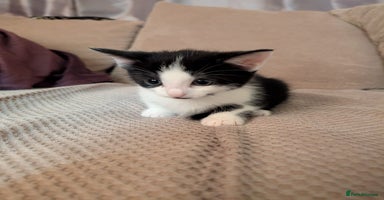 Mixed Breed cats - Advert 14