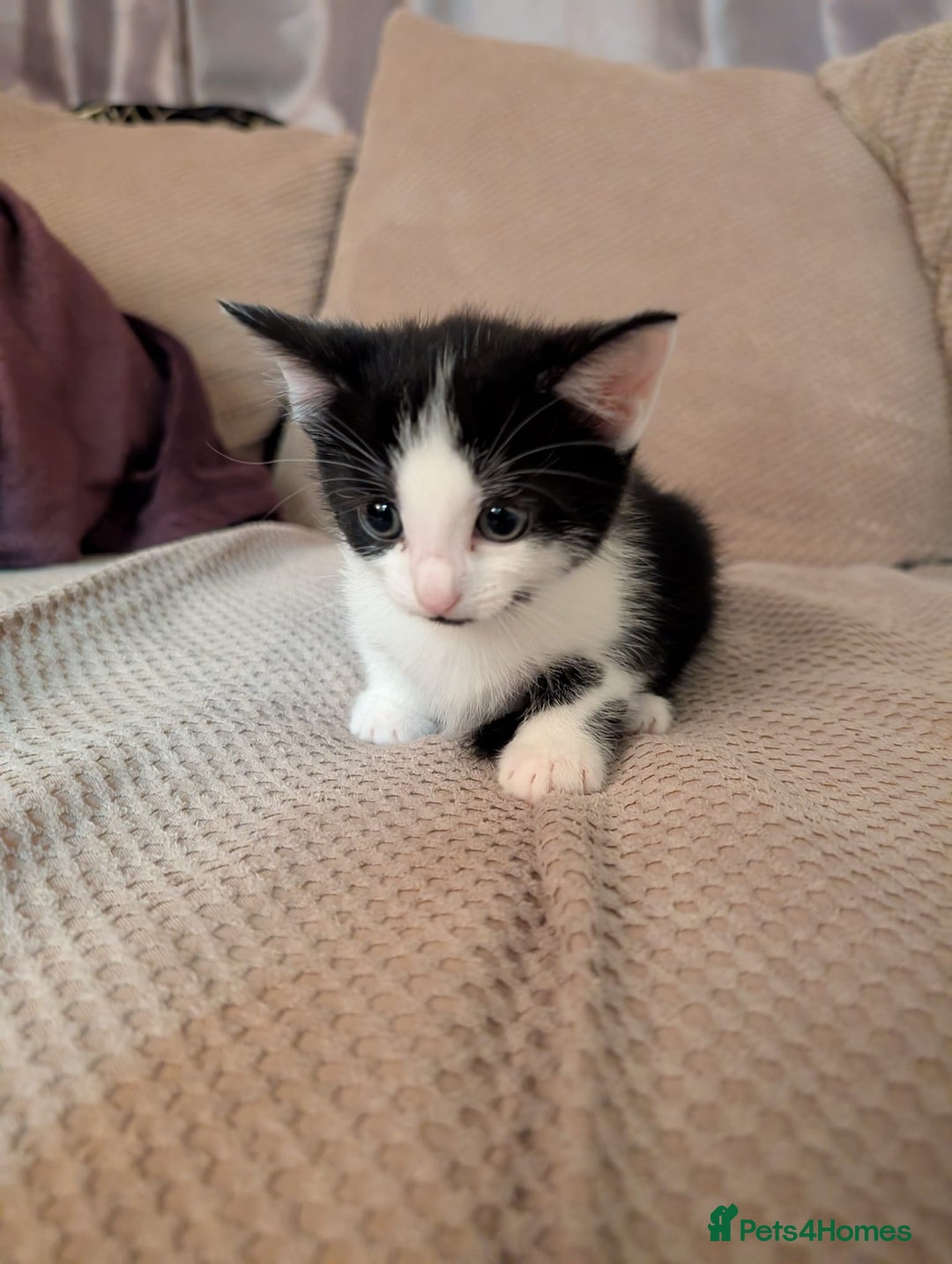 Mixed Breed cats for sale: 5 kittens for sale - Image 3