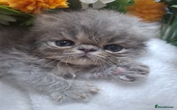 Persian cats for sale: Persian Kittens looking for their forever homes - Image 10