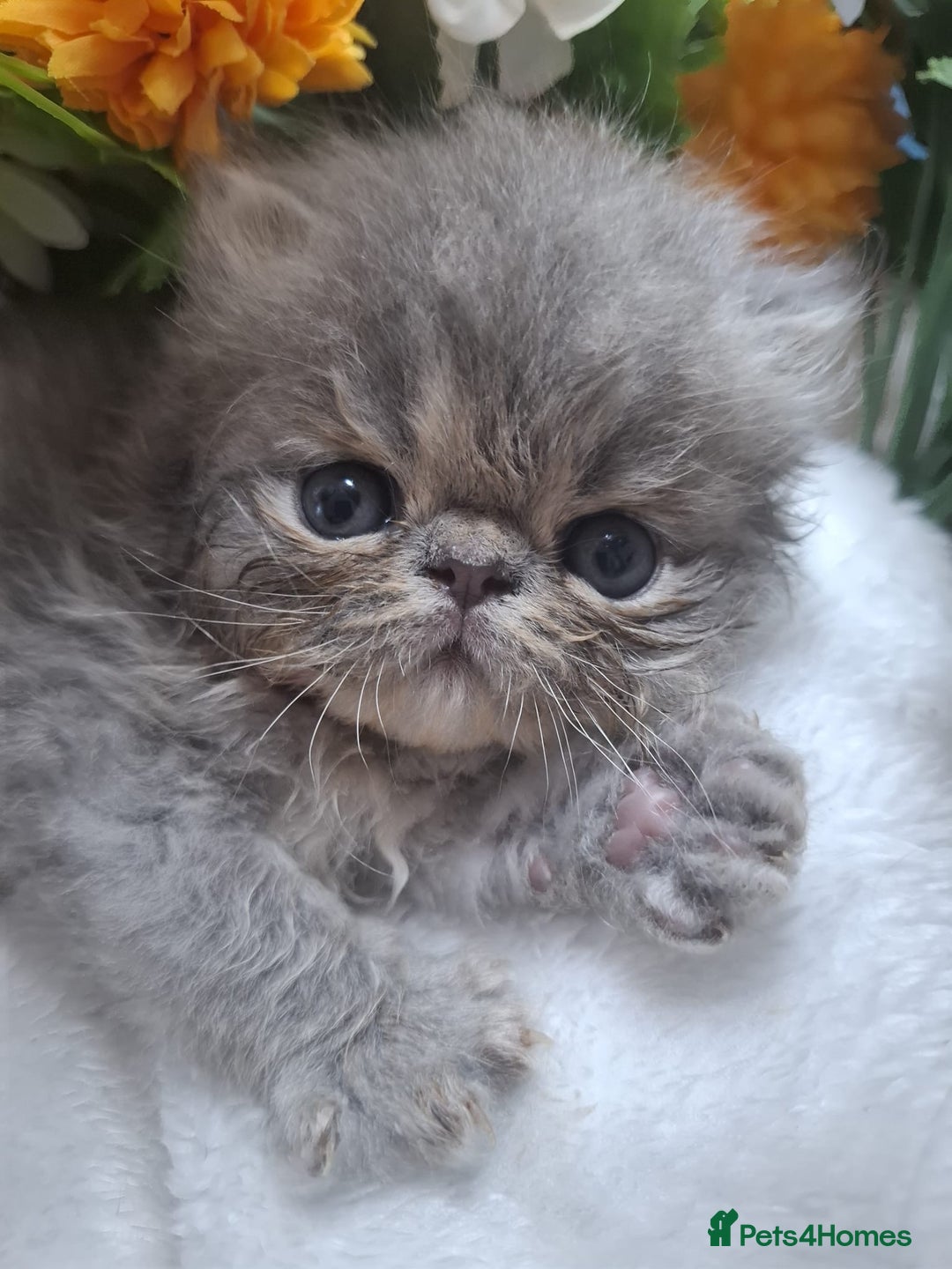 Persian cats for sale: Persian Kittens looking for their forever homes - Image 10
