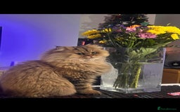 Persian cats for sale: Adorable pure Persian  - Image 5