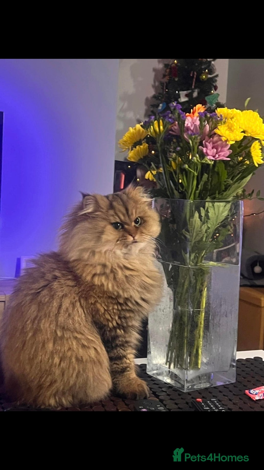 Persian cats for sale: Adorable pure Persian  - Image 5