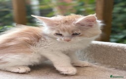 Maine Coon cats for sale: Wonderful Maine Coon Boys from the Grand Champion  - Image 5
