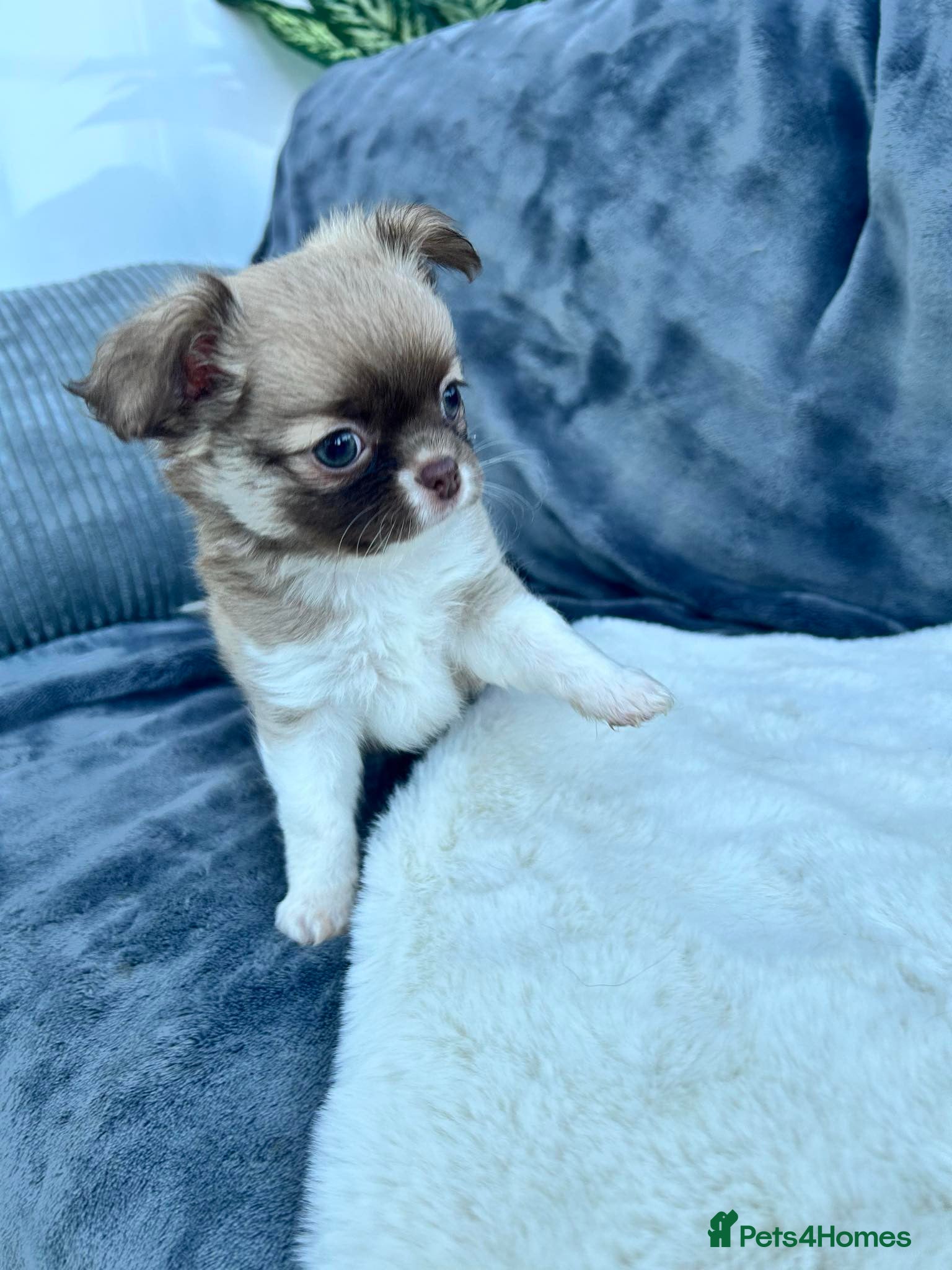 Chihuahua dogs Kc long haired male - Advert 4