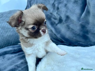Chihuahua dogs Kc long haired male - Advert 4