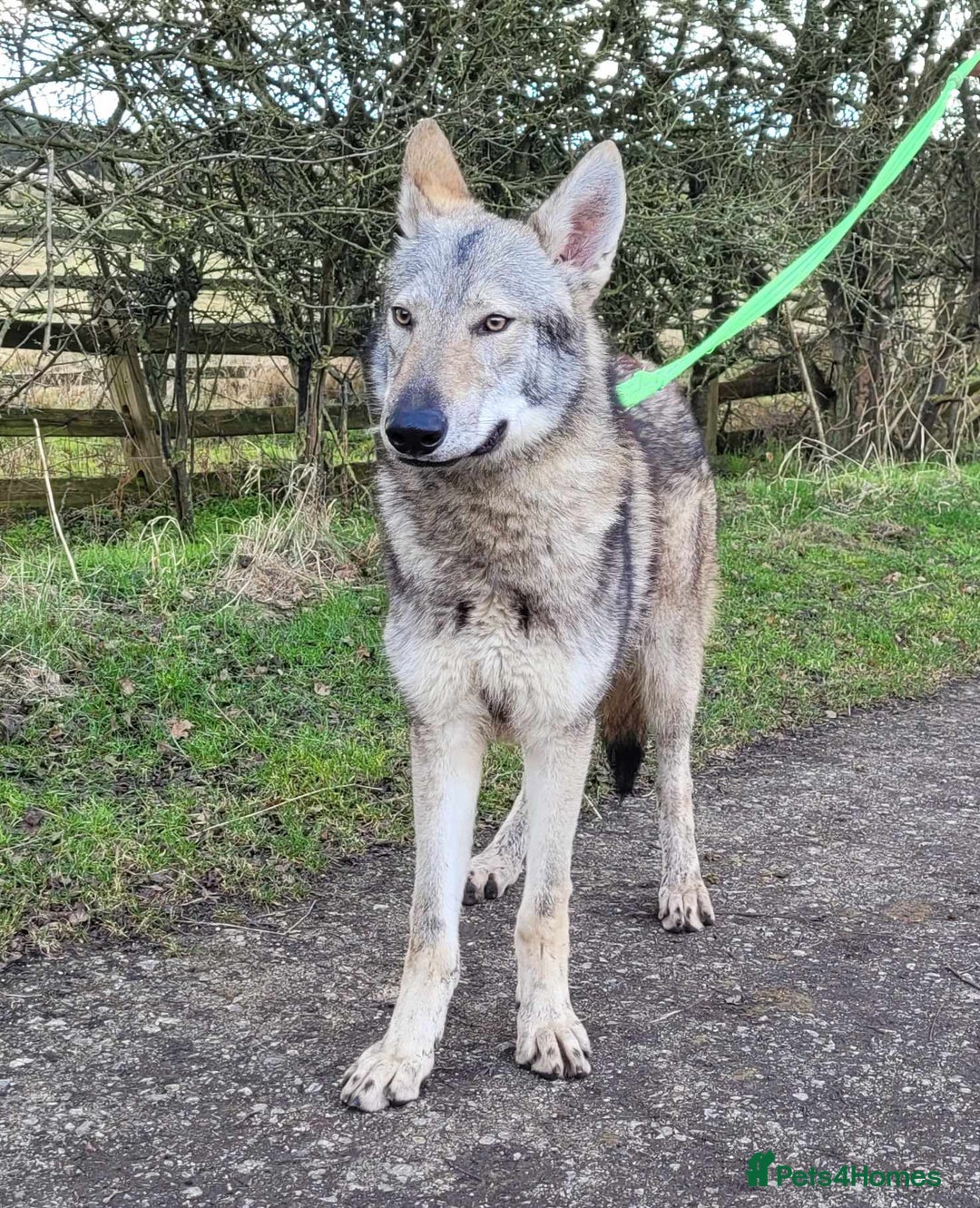 Northern Inuit dogs for sale: RARE BREED TAMASKAN Registered and Embarked - Advert 10