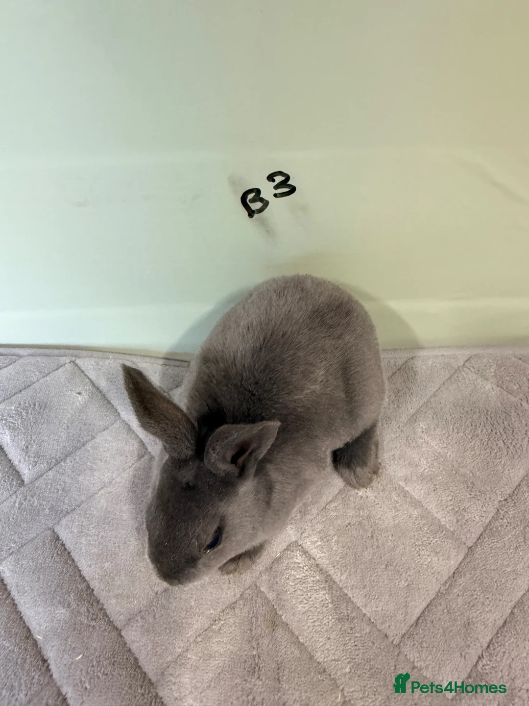 Rex rabbits for sale: Blue rexes  - Advert 10