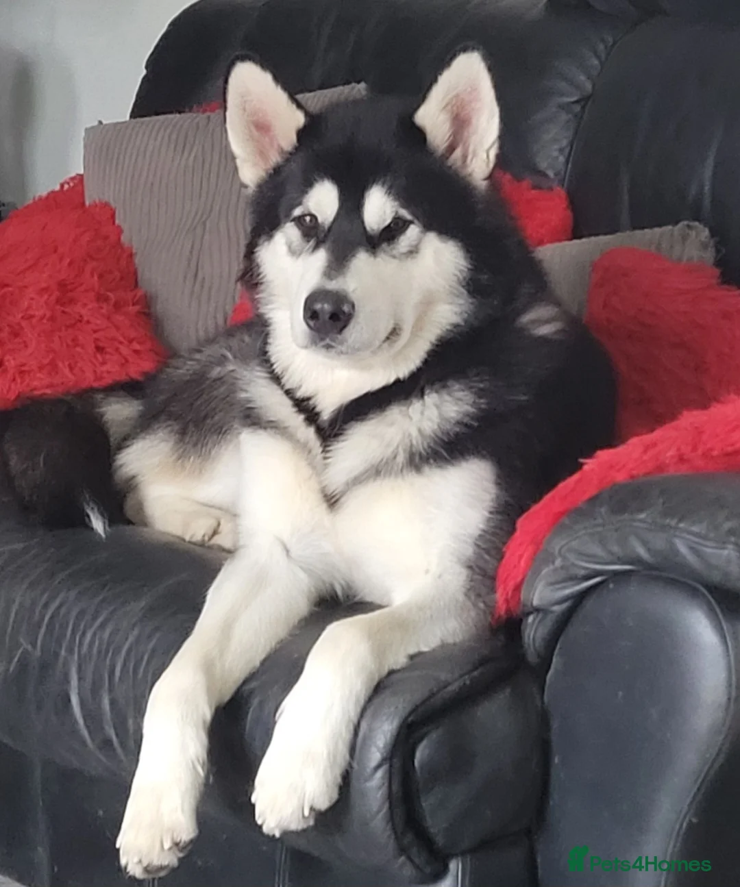 Alaskan Malamute dogs for stud: "Proven" Alaskan malamute for stud  in Sheffield - Advert 7