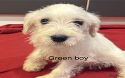 Schnoodle dogs for sale: Schnoodles  - Image 20