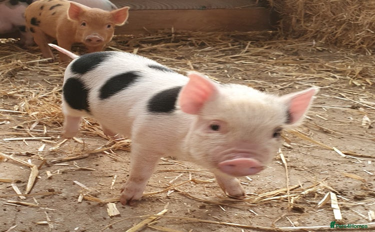 Pig livestock for sale - Advert 1