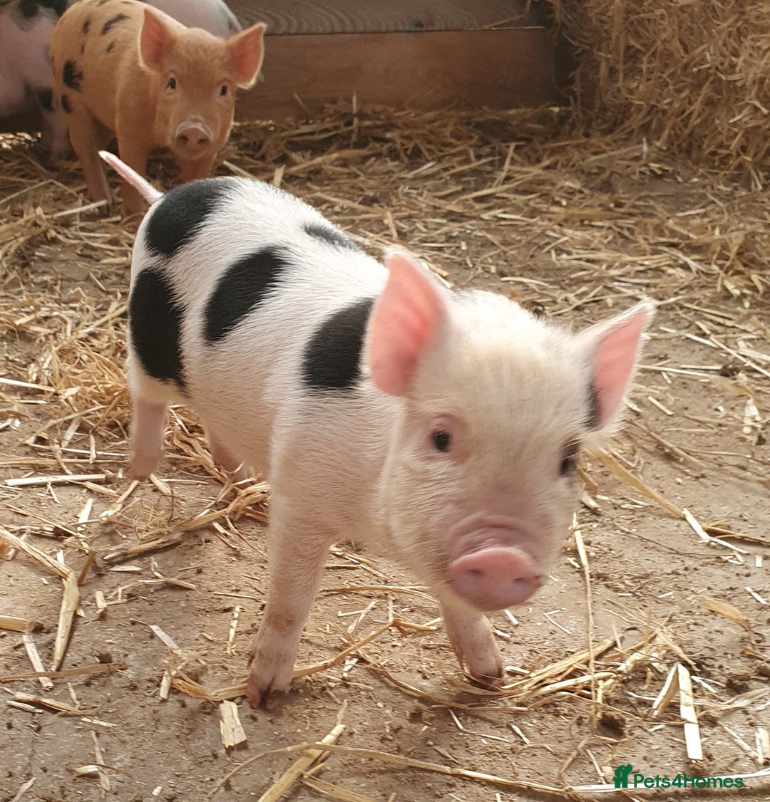 Pig livestock for sale: Little Piglets, Boys & Girls available - Image 1