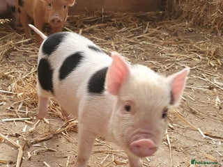 Pig livestock - Advert 5