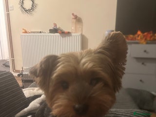 Mixed Breed dogs biewer x yorki puppies - Advert 1