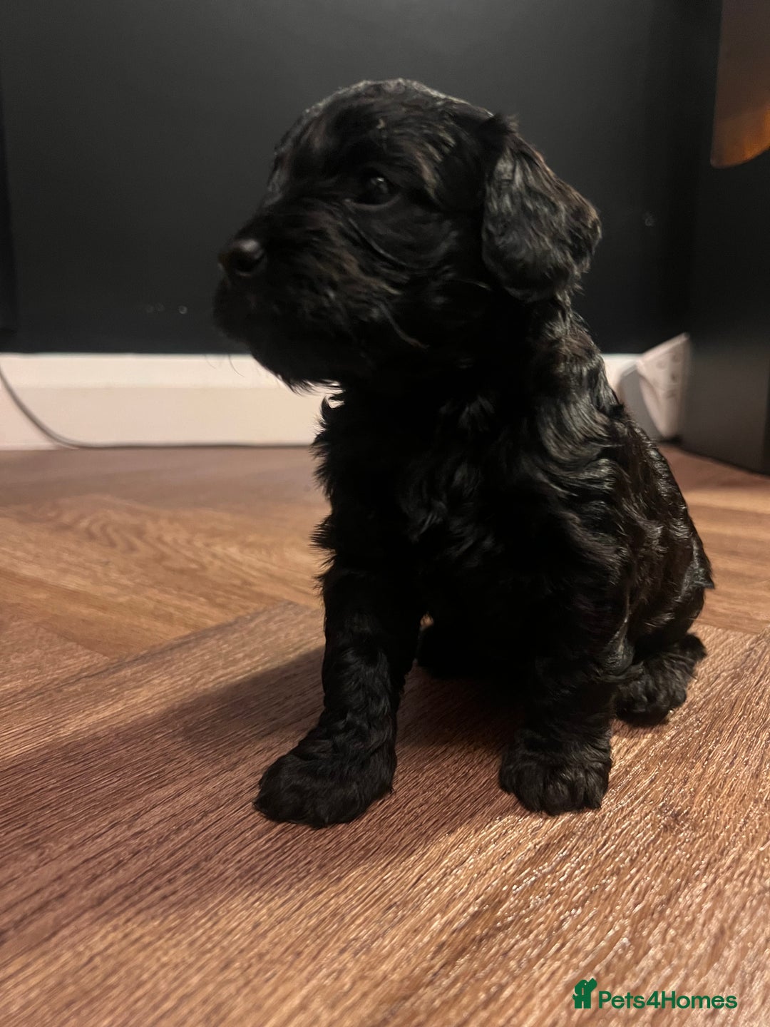 Cockapoo dogs for sale: Beautiful Cockapoo Puppies for Sale ✨🐾 - Advert 7