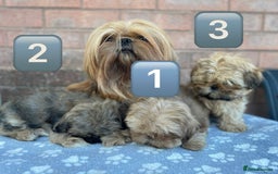 Shih Tzu dogs for sale: KC Registered Imperial Shih Tzu boys.  - Image 11