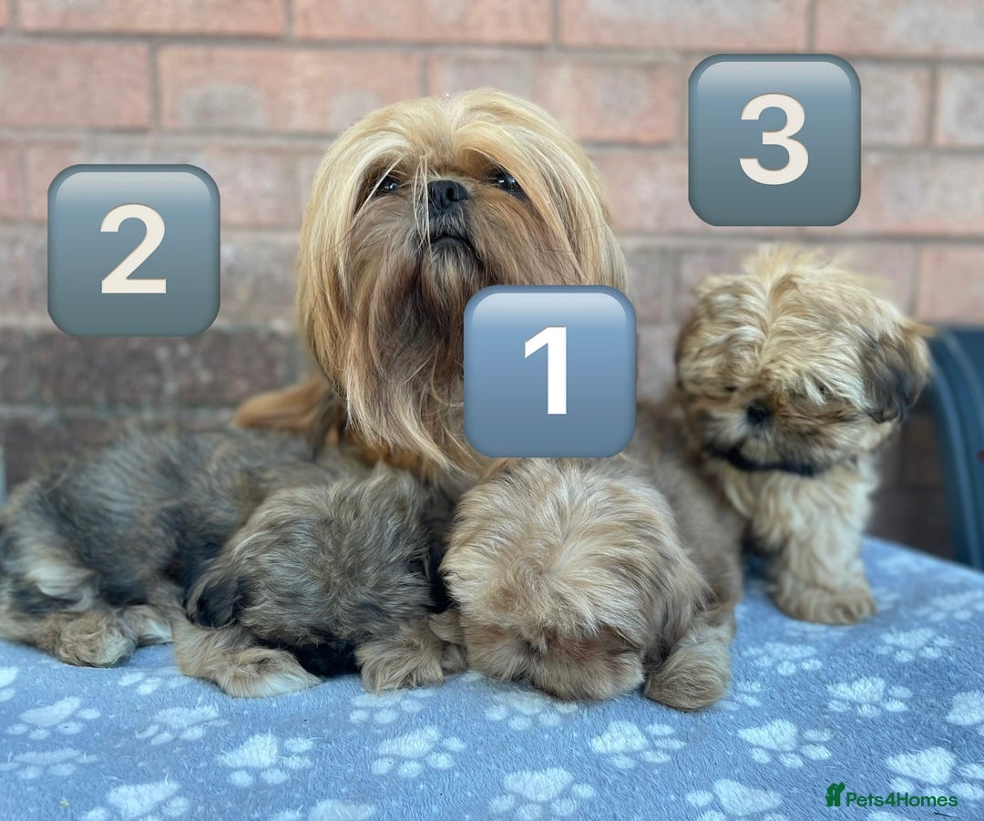 Shih Tzu dogs for sale: KC Registered Imperial Shih Tzu boys.  - Image 11