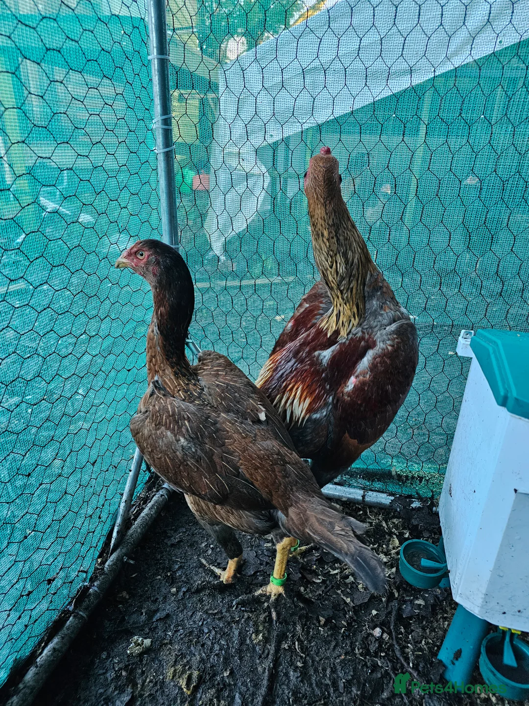 Chickens poultry for sale: Shamos pair of turkish hints - Advert 3