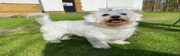 Maltese dogs for sale: Our sweet girl needs forever home  in Northampton - Advert 3