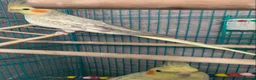Cockatiels birds for sale: 3 cockatiels  - Advert 10