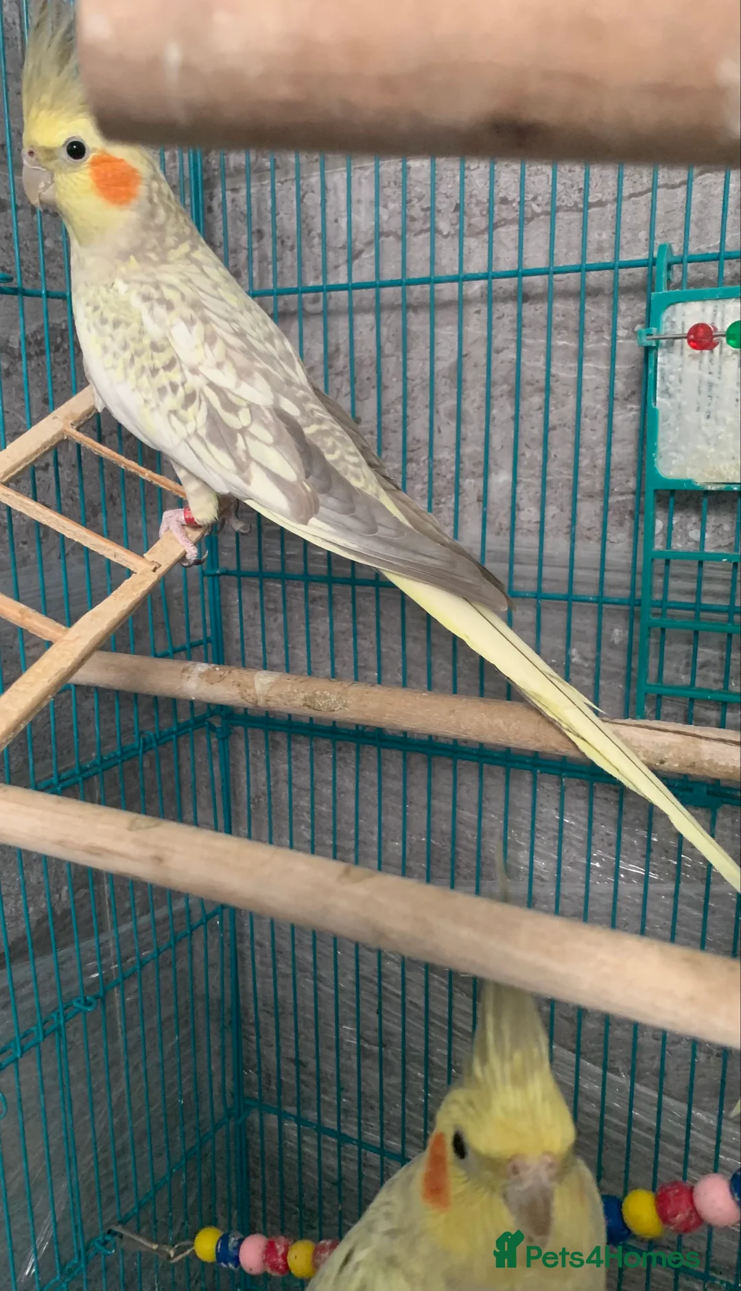 Cockatiels birds for sale: 3 cockatiels  - Advert 10