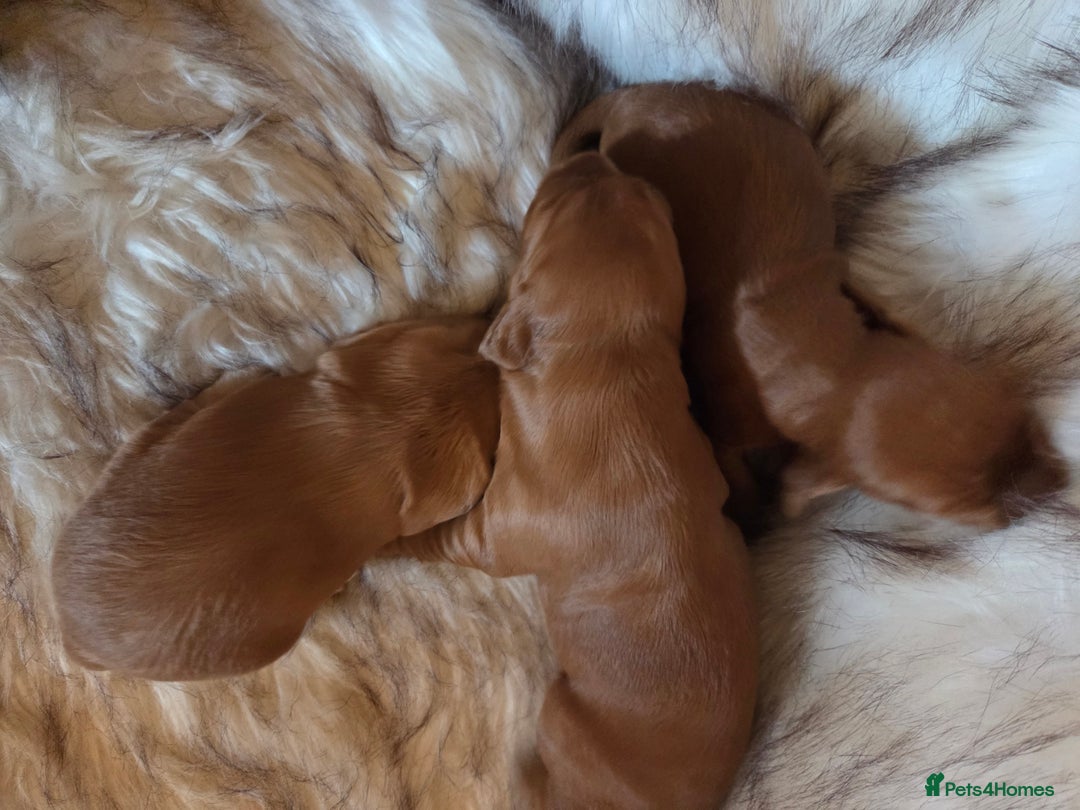 Cocker Spaniel dogs for sale: Beautiful and sweet puppy😊 - Image 6