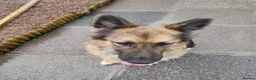 German Shepherd dogs for sale: Sage 4 year old German Shepherd  - Advert 2