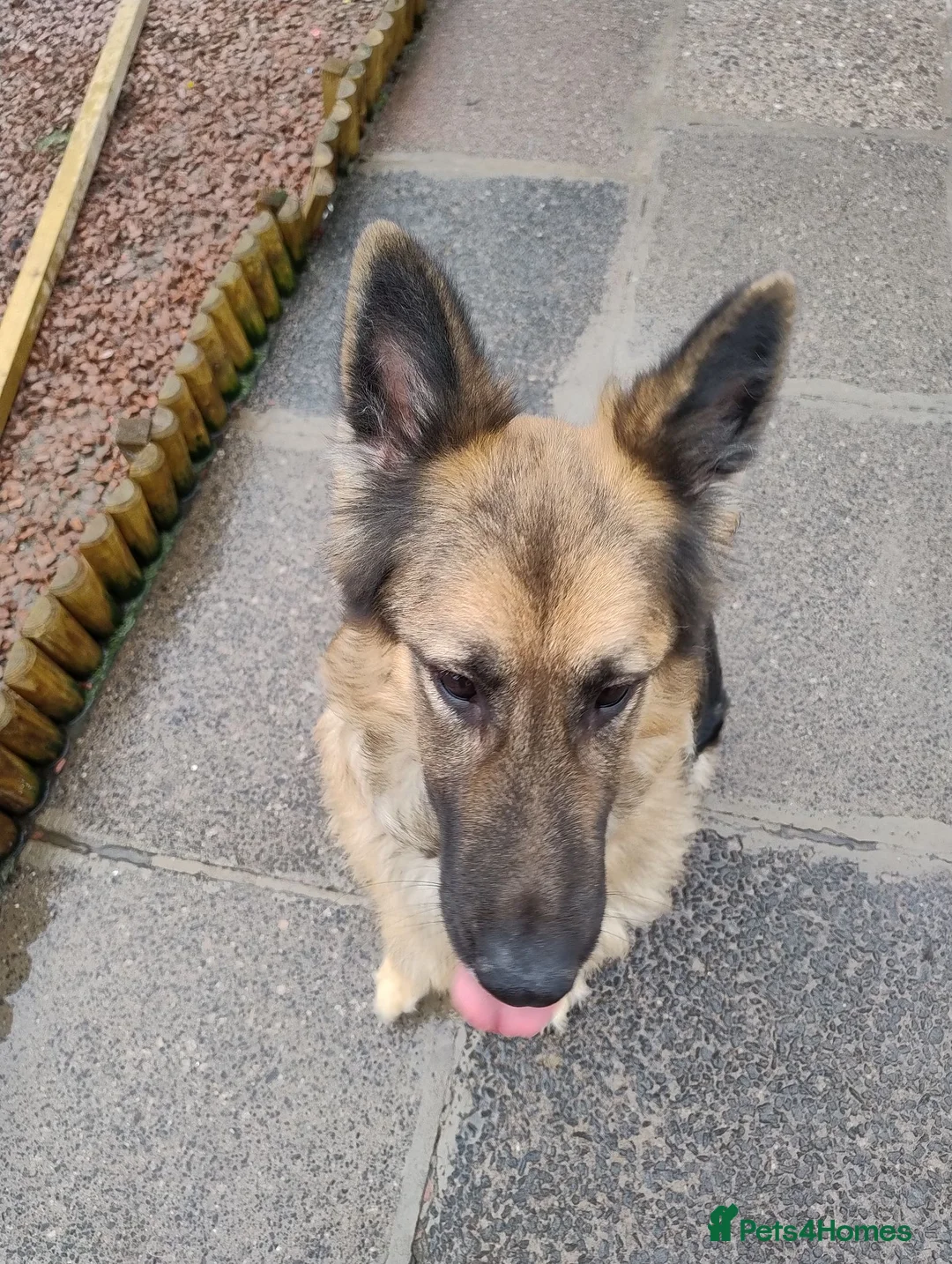 German Shepherd dogs for sale: Sage 4 year old German Shepherd  - Advert 2