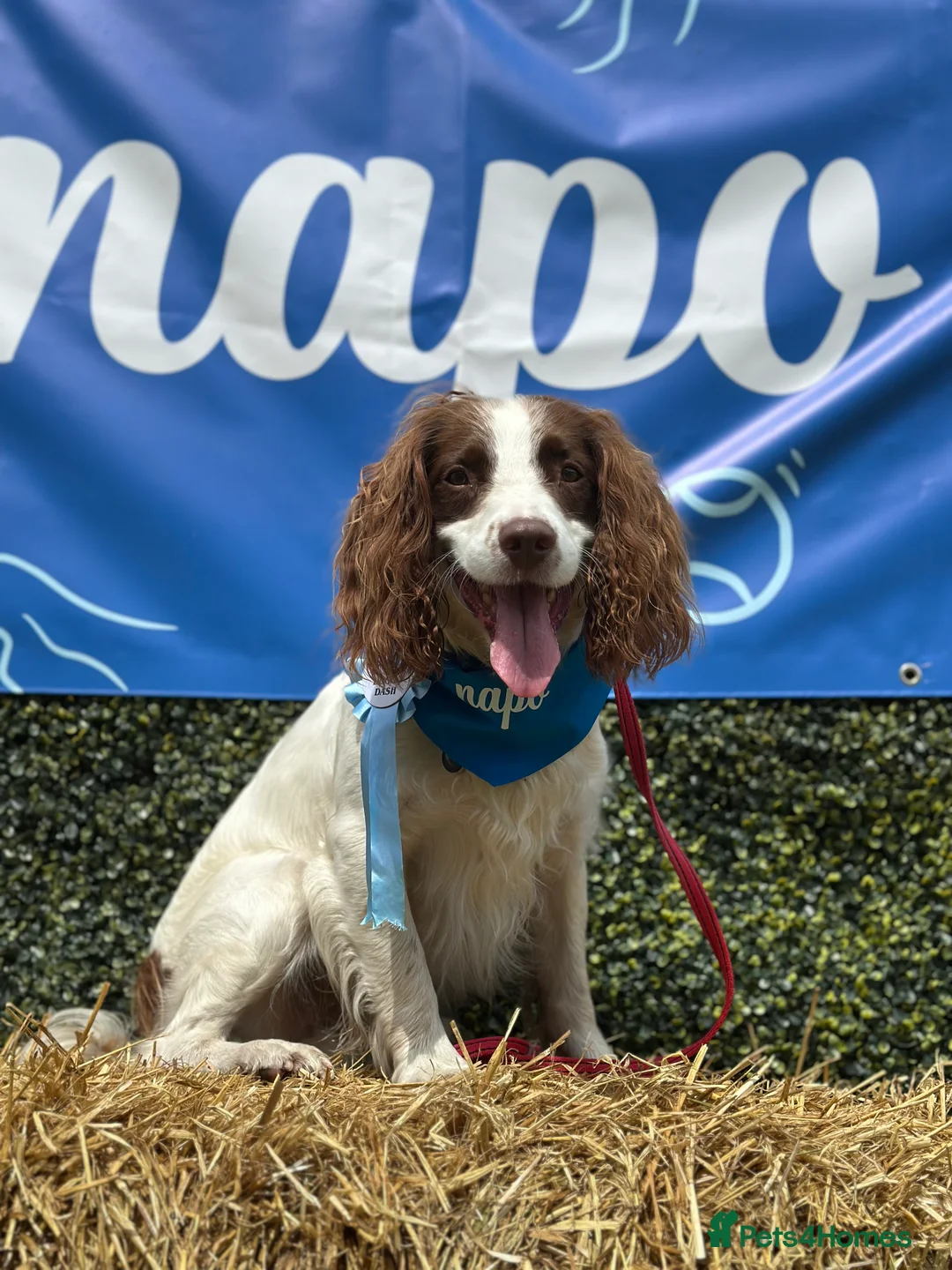 English Springer Spaniel dogs for stud: Jerry - KC Registered English Springer Spaniel  - Advert 14