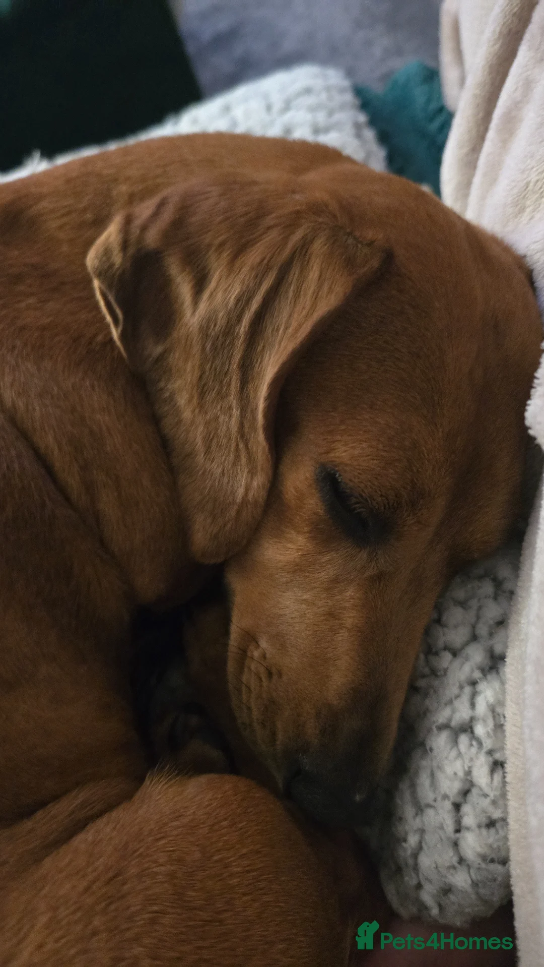 Dachshund dogs for sale: Dachshund  in Pentre - Advert 2