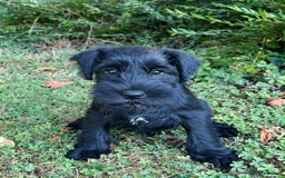 Miniature Schnauzer dogs for sale: Beautiful KC registered Minature Schnauzer puppies - Image 5