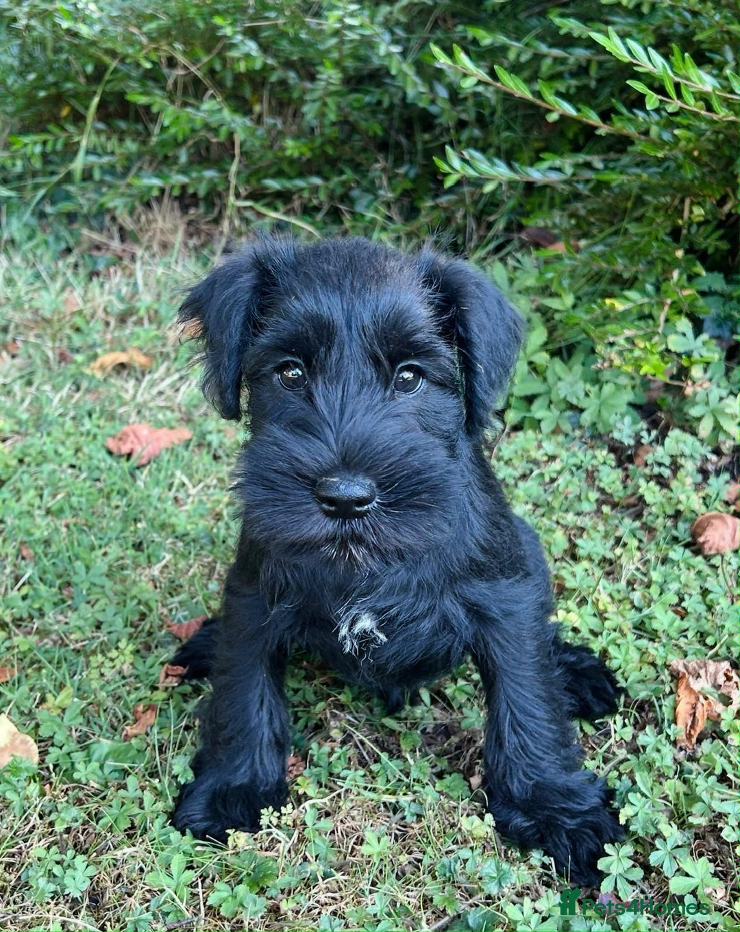 Miniature Schnauzer dogs for sale: Beautiful KC registered Minature Schnauzer puppies - Image 5